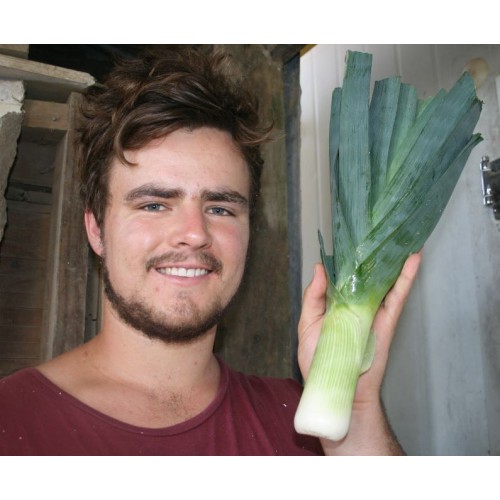 LEEKS - MEDIUM -  Each LEVIN Grown 